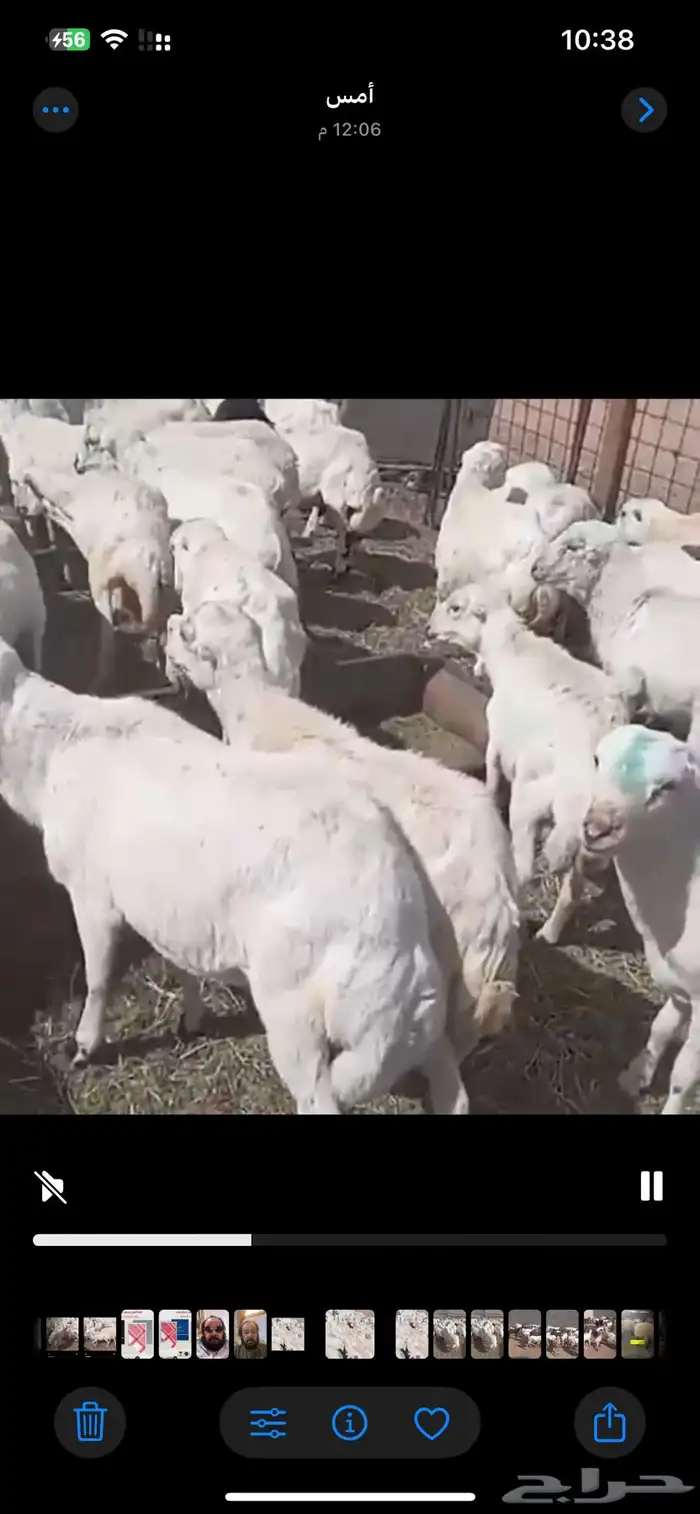خرفان رفيدي صمع بلدي وتيوس جنوبيه وعوارض ويمنيه 0