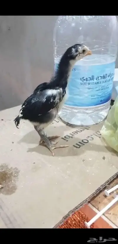 فروخ شامو احفاد زلزال 2