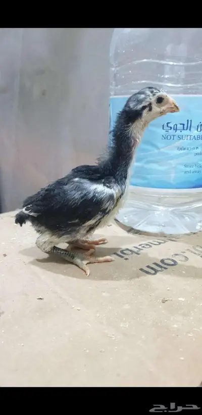 فروخ شامو احفاد زلزال 3
