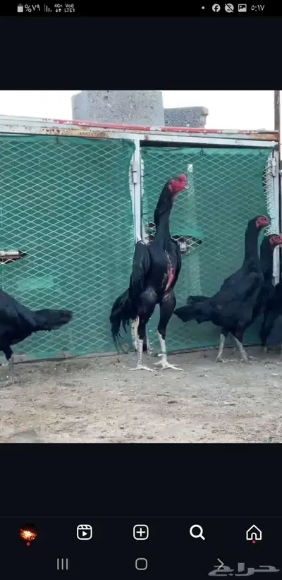 فروخ شامو احفاد زلزال 4