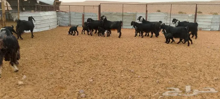 ماعز عوارض ومصريات صنف مواليد ودفيع 18