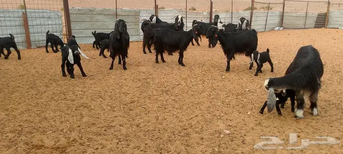 ماعز عوارض ومصريات صنف مواليد ودفيع 15