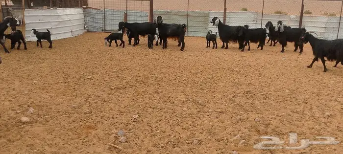 ماعز عوارض ومصريات صنف مواليد ودفيع 19