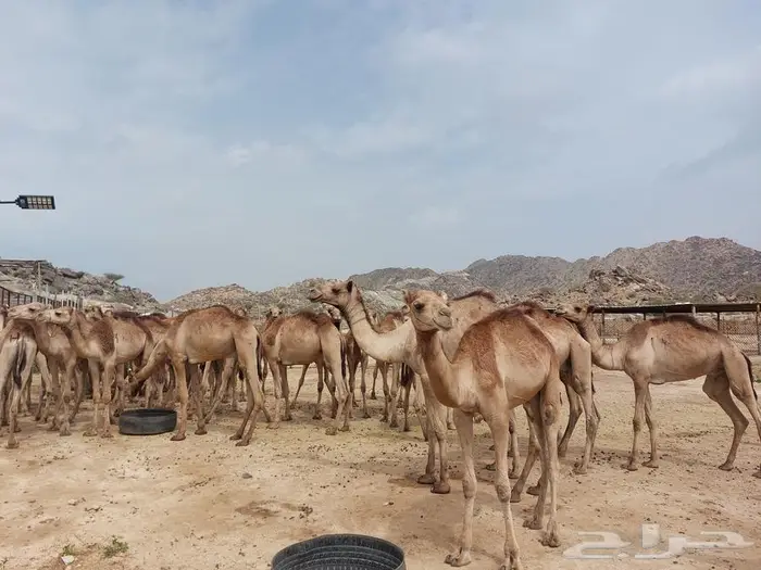 قعدان حشو حمر 0
