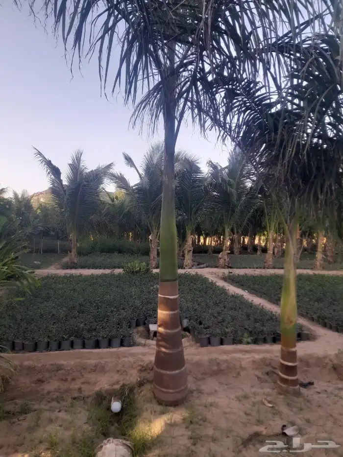 مشتل لتوريد الاشجار والشتلات بكميات كبيرة وباقل الاسعار 27