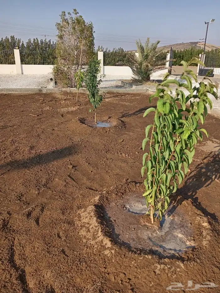 زراعة وحدائق 36