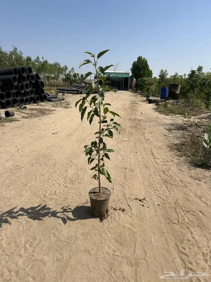 مشتل لتوريد الاشجار والشتلات بكميات كبيرة وباقل الاسعار 13