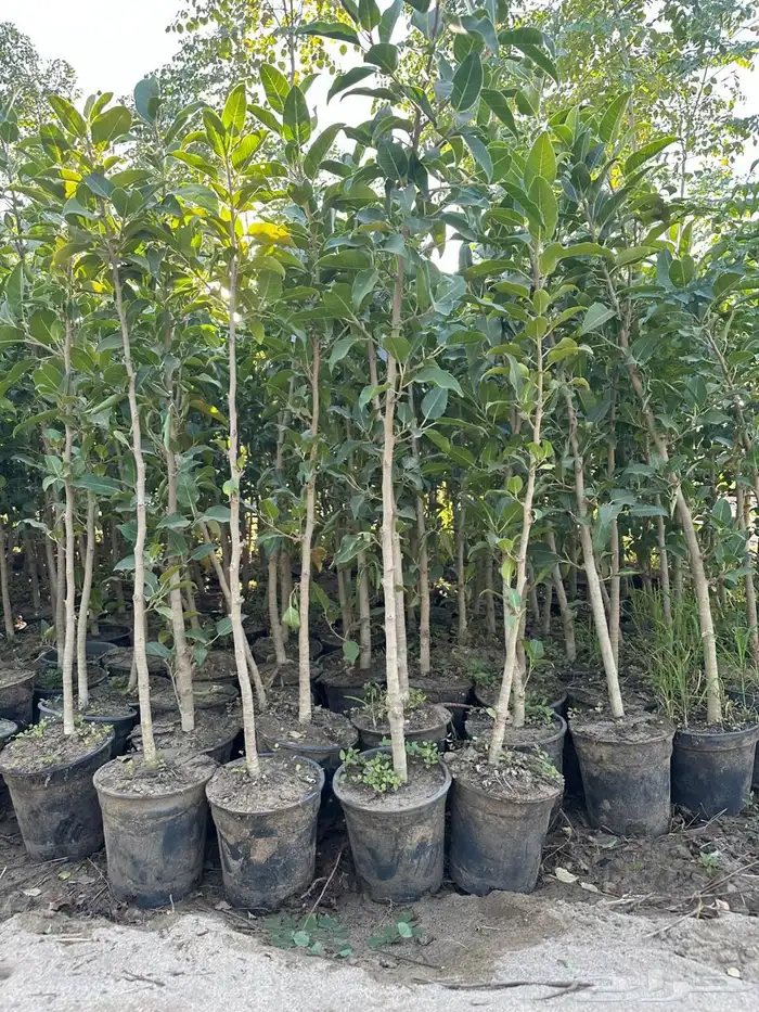 مشتل لتوريد الاشجار والشتلات بكميات كبيرة وباقل الاسعار 12