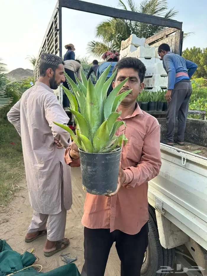 مشتل لتوريد الاشجار والشتلات بكميات كبيرة وباقل الاسعار 11