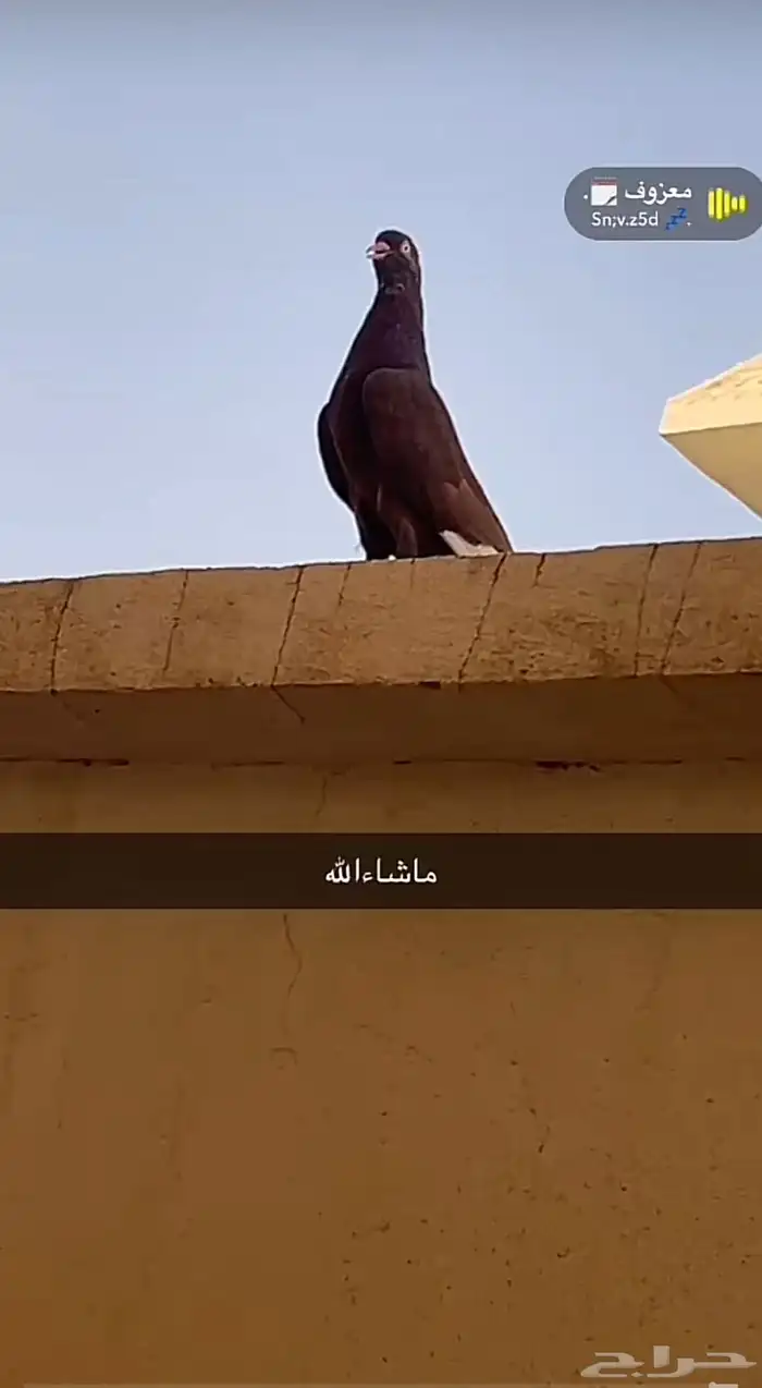 النوع هايفلر نادر 0