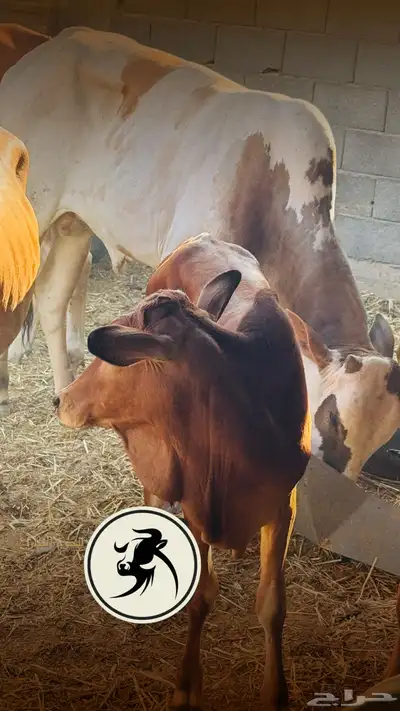 ملحمة اصالة العجول مشالله تبارك الرحمن 2