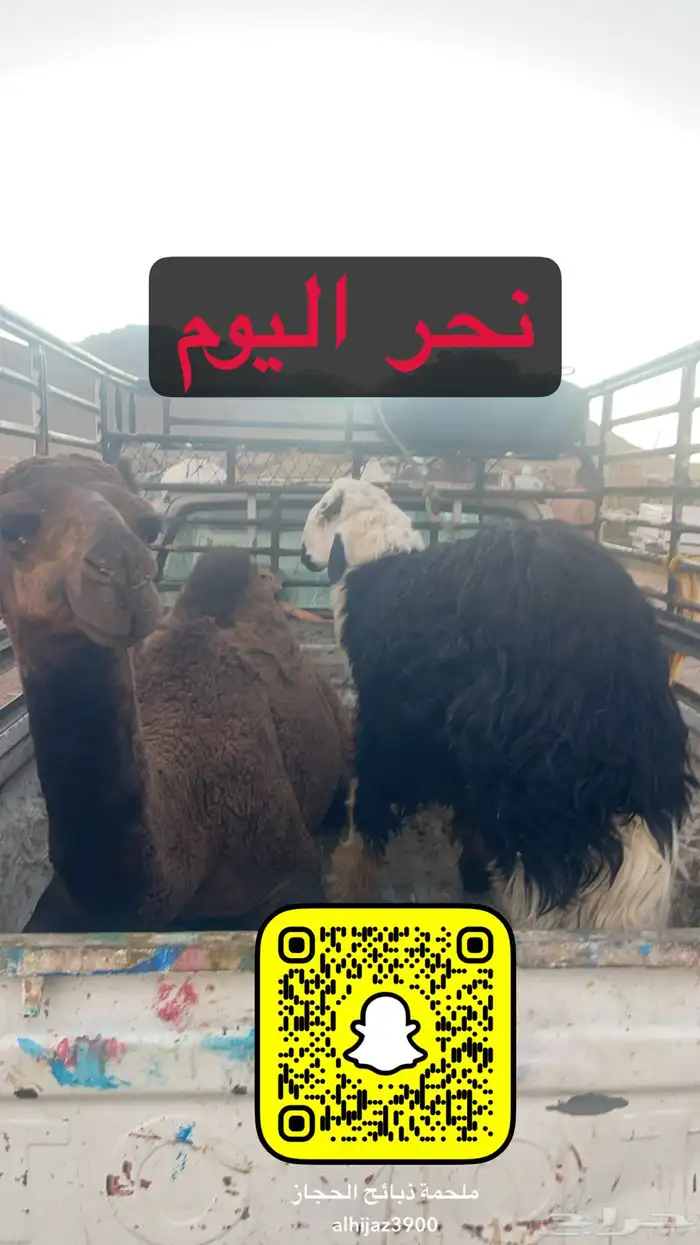 ملحمة ذبائح الحجاز( اقرأ التعليقات بالصور) 61