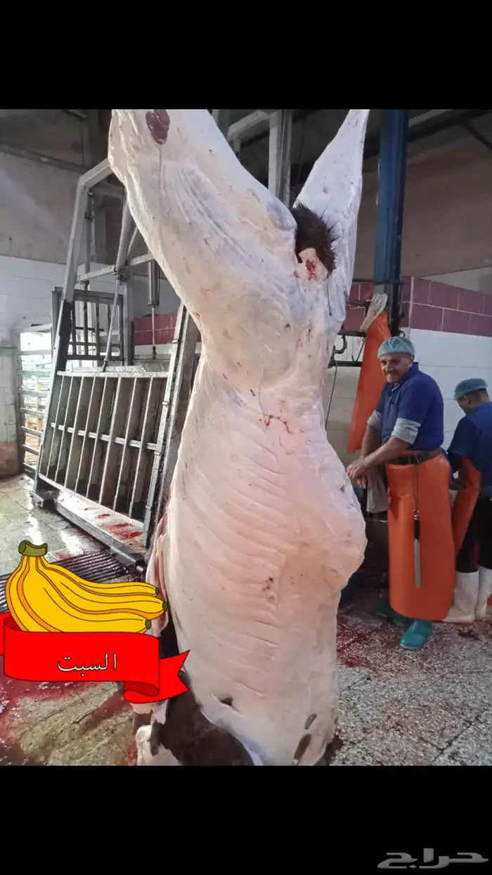 ملحمة ذبائح الحجاز( اقرأ التعليقات بالصور) 43