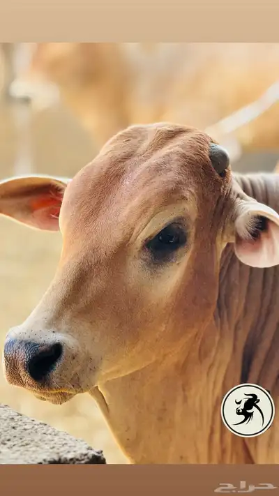 ملحمة اصالة العجول مشالله تبارك الرحمن 1
