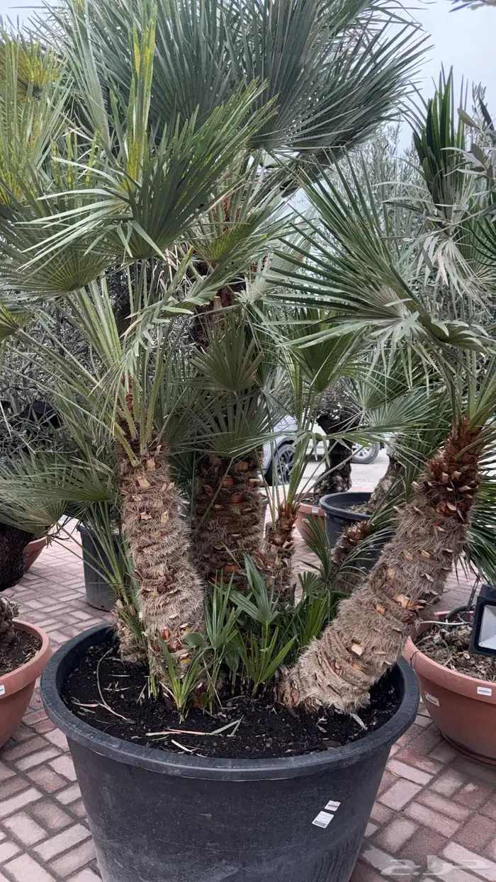 نبتات داخلية واصناف نوادر و طفرة جينية 7