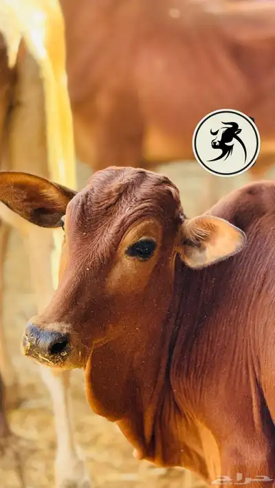 ملحمة اصالة العجول مشالله تبارك الرحمن 0