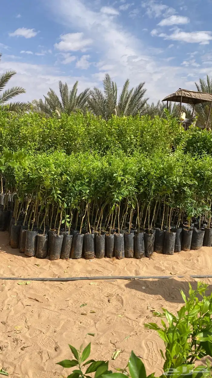 العلا _تبوك _البدع _المويلح _حقل_ بجده -نعمي 1