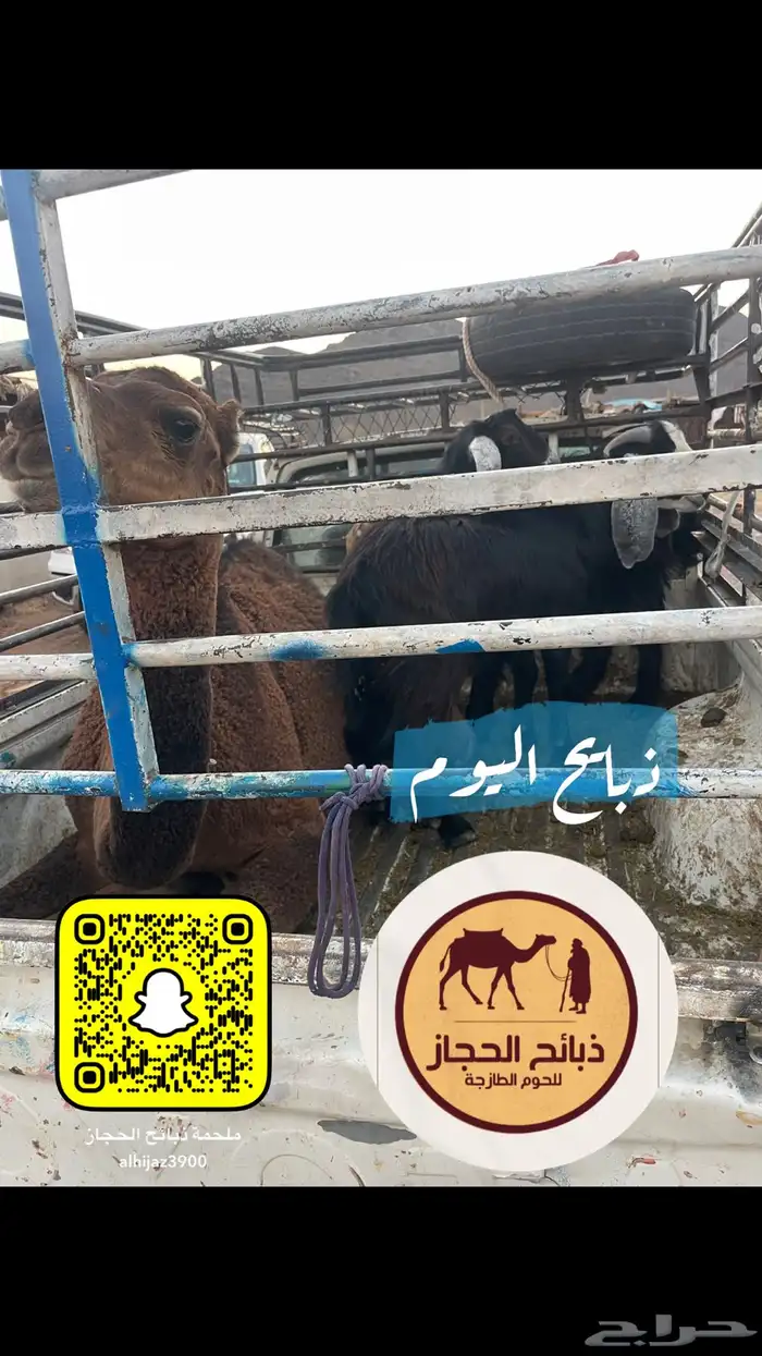 ملحمة ذبائح الحجاز( اقرأ التعليقات بالصور) 21