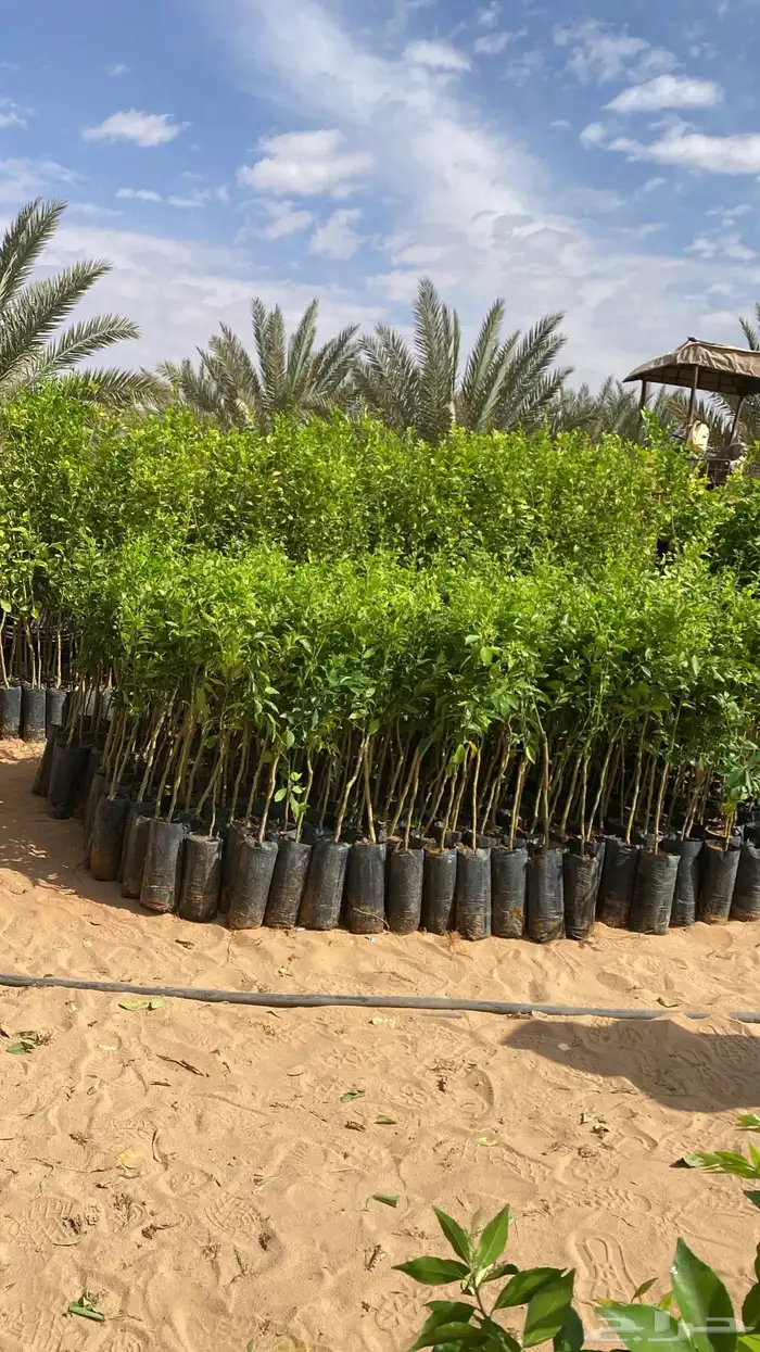العلا _تبوك _البدع _المويلح _حقل_ بجده -نعمي 2