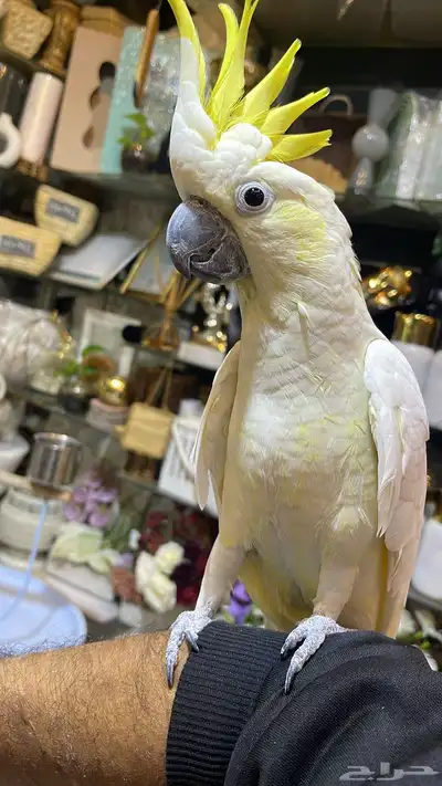 كوكاتو للبيع الف 1