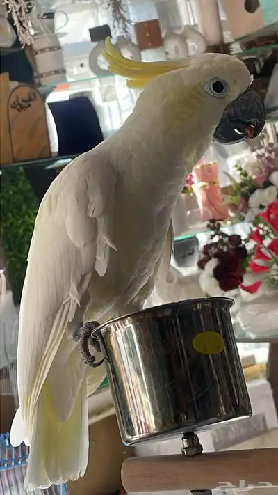 كوكاتو للبيع الف 4