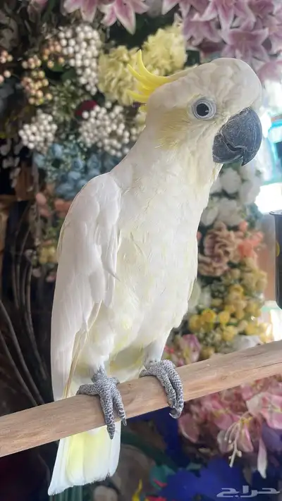 كوكاتو للبيع الف 2