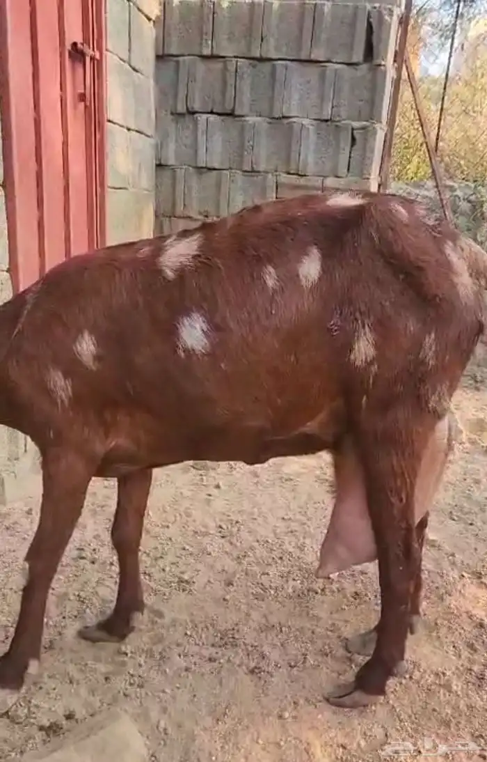 عنزين جم سلالة حليب وافر( تم البيع) 0