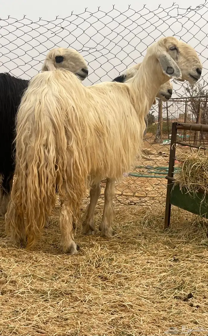 شياه نجد نخبه لأهل الصنف 6