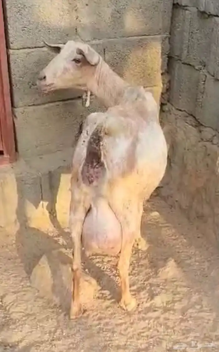 عنزين جم سلالة حليب وافر( تم البيع) 1