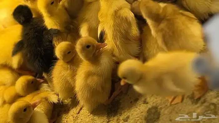 صوص بط بكيني 0