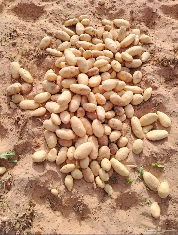 مطلوب مزارع انتاج بطاطس جملة 5