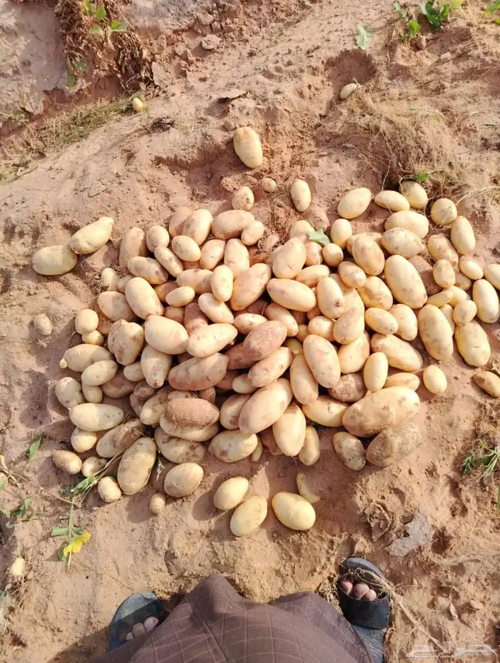 مطلوب مزارع انتاج بطاطس جملة 6