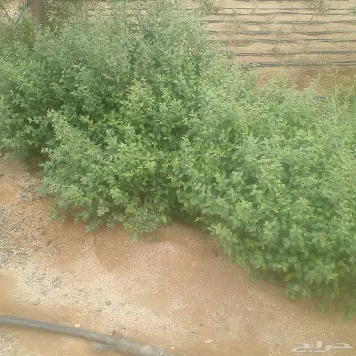 حنه عضوية 0