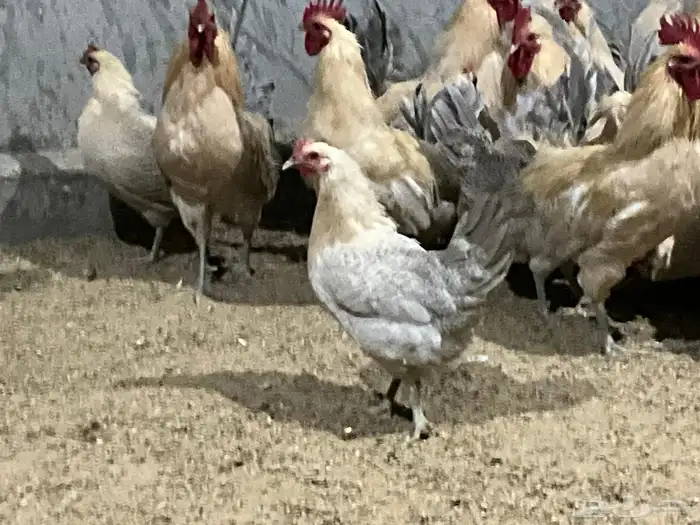 دجاج فيومي قولد بياض 30 ريال 0