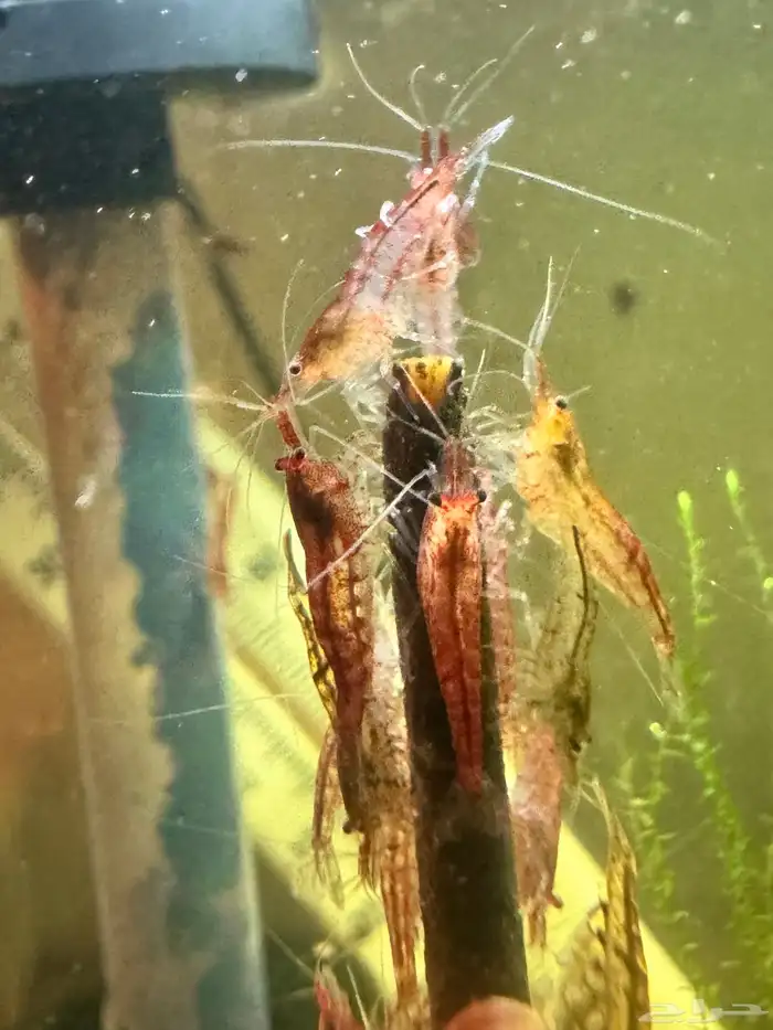 روبيان او شرمب نهري لاحواض السمك 8