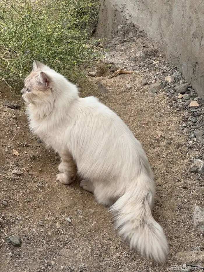 قطط للتبني مجانا 5