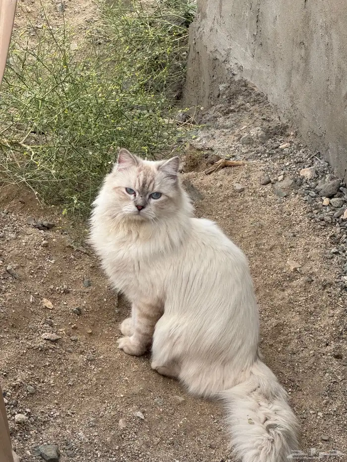 قطط للتبني مجانا 4