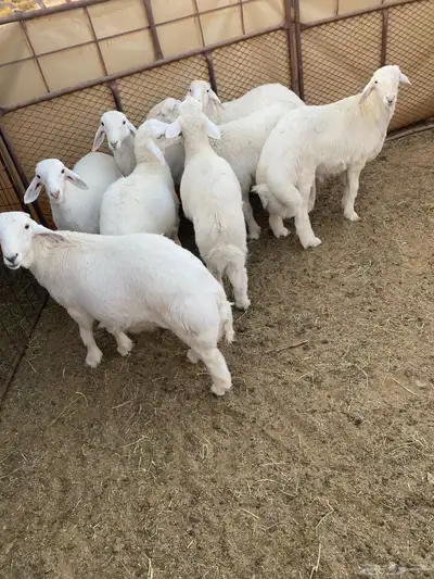 خرفان فاخره 2