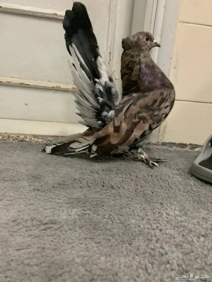 جوز امريكي رقاص استاندر ذكر أمريكي الموند الانث ازرق 3