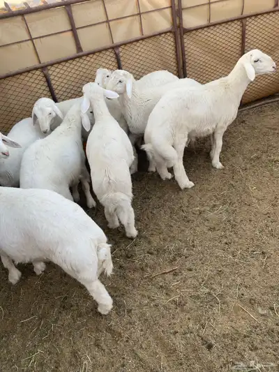 خرفان فاخره 3