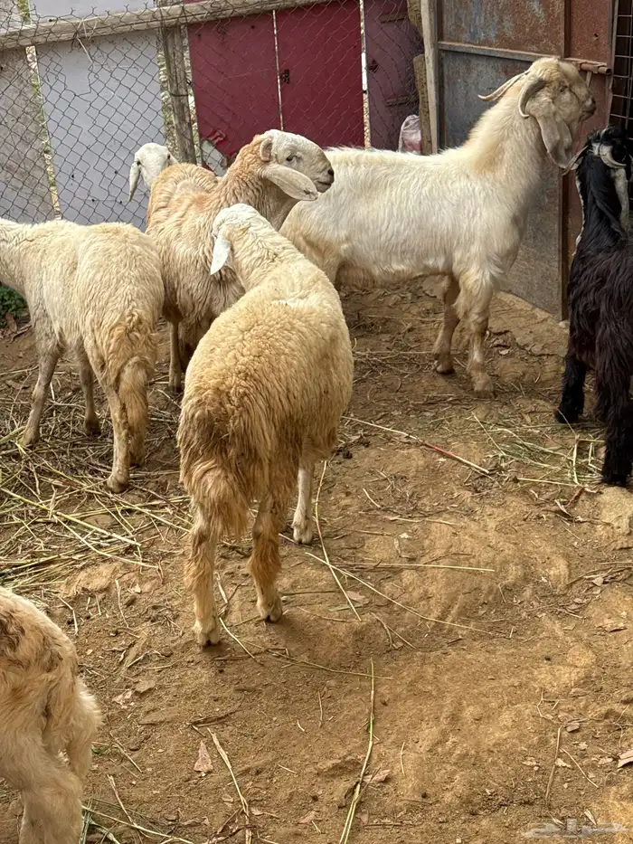 الباحه طريق الملك عبد العزيز الخويتم مفرق بني ضبيان 1