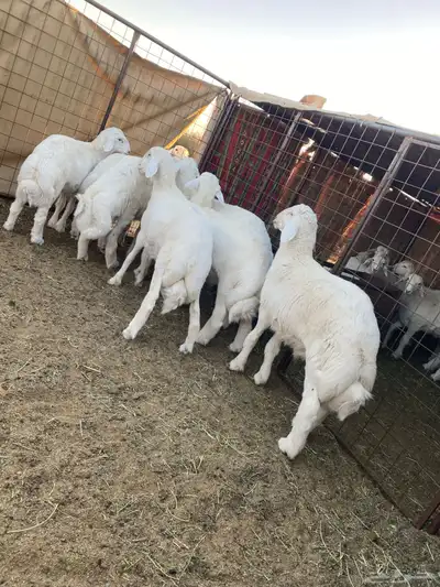 خرفان فاخره 0