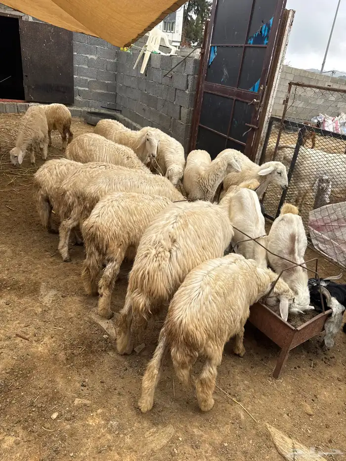 الباحه طريق الملك عبد العزيز الخويتم مفرق بني ضبيان 4