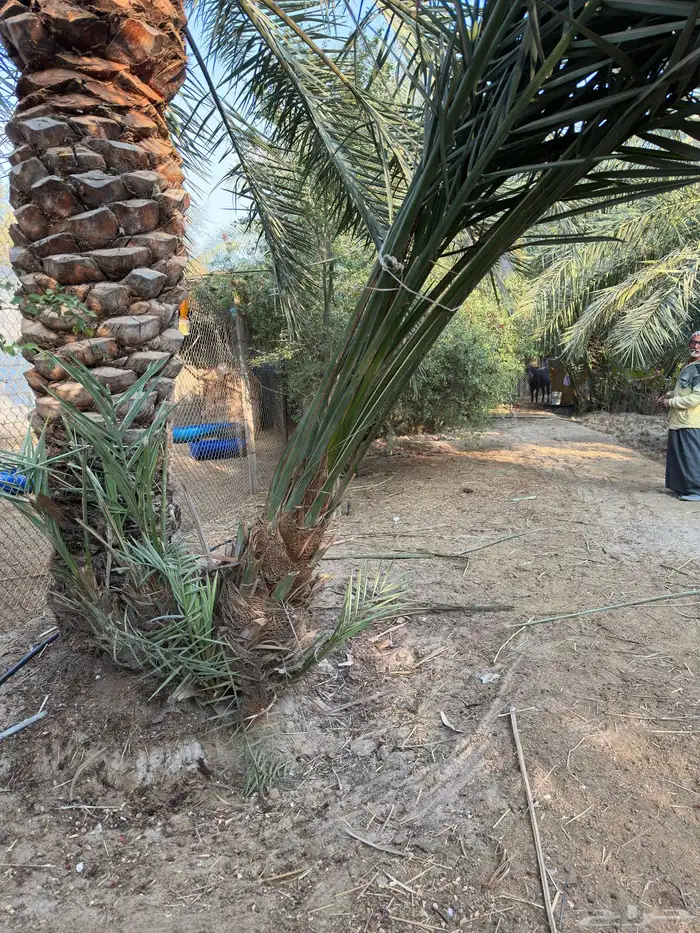 فسايل و نخيل (إخلاص ) مثمرة. 4