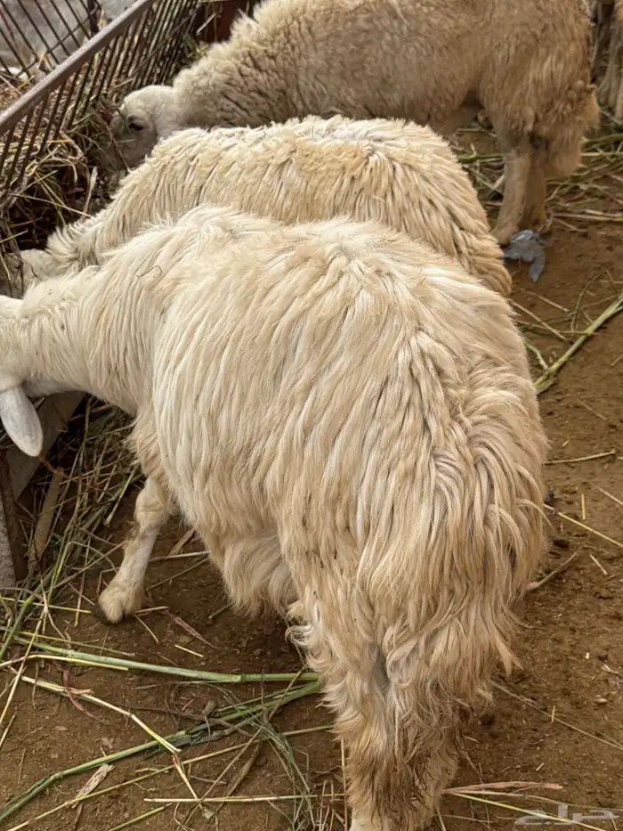 الباحه طريق الملك عبد العزيز الخويتم مفرق بني ضبيان 0