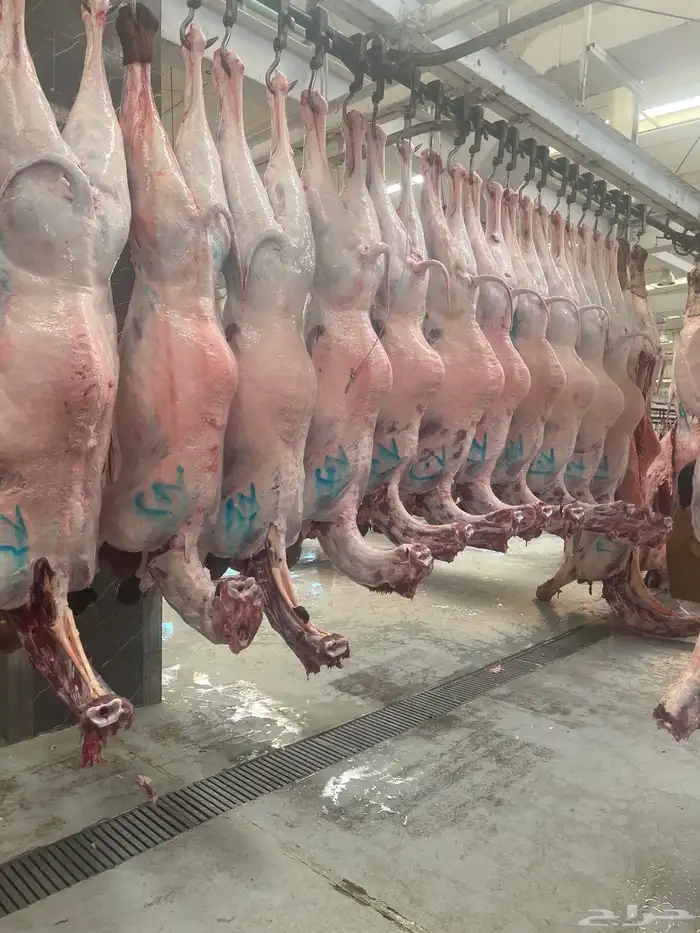 الغنم عروض يوم التأسيس 4