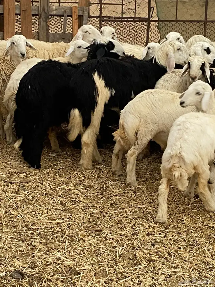 طليان ورخال نجديه وحريه شحم ولحم ونظافه 7