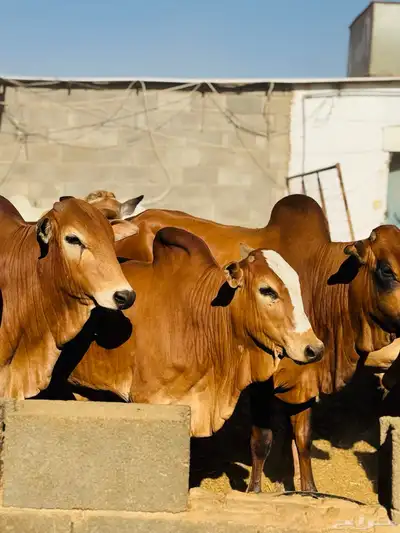 ملحمة اصالة العجول مشالله تبارك الرحمن 3