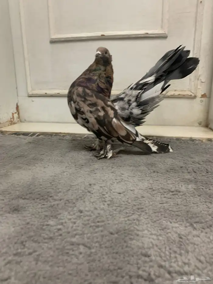 جوز امريكي رقاص استاندر ذكر أمريكي الموند الانث ازرق 2