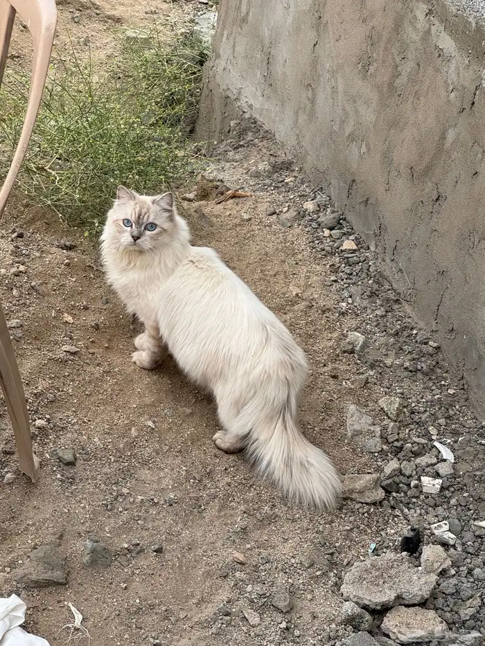 قطط للتبني مجانا 9
